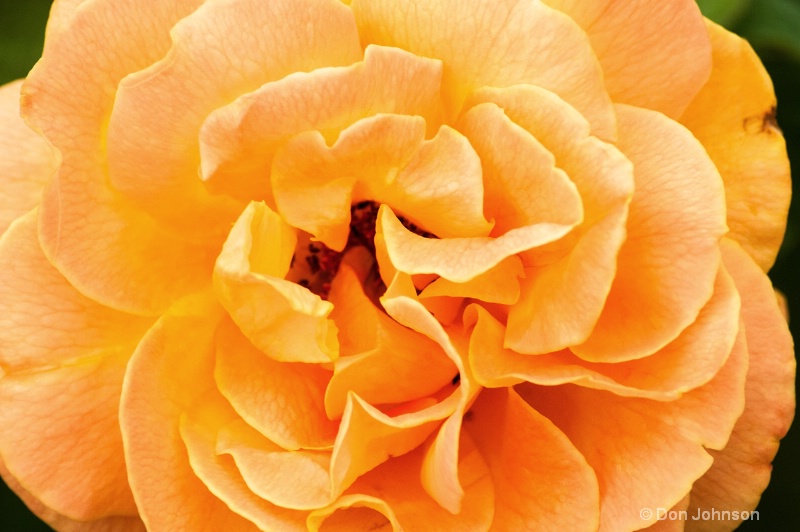 Another Hershey Rose - ID: 14313219 © Don Johnson