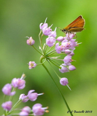 Summer Skipper 