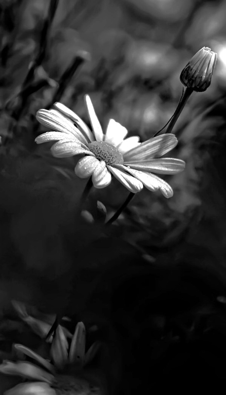 Flower And Bud