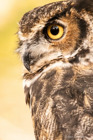 Great Horned Owl Vertical Profile