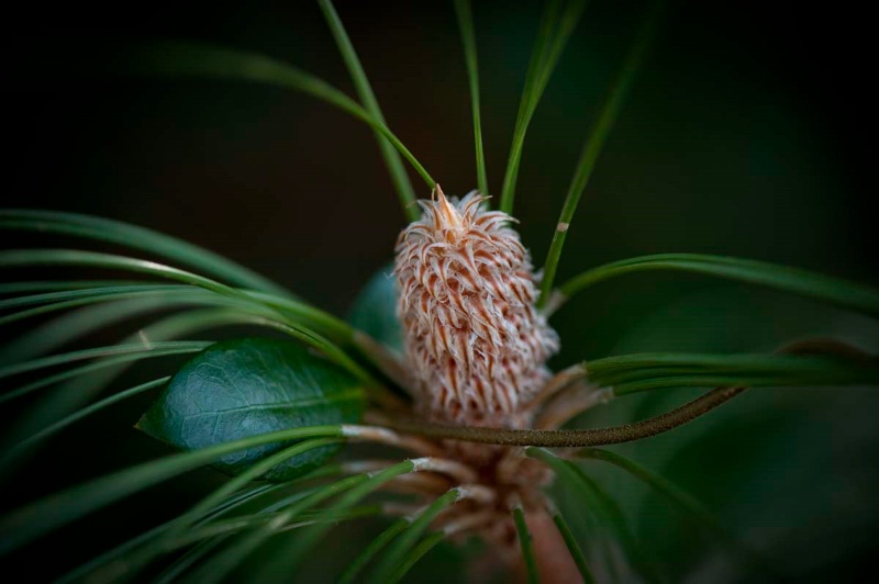 Future Pine Cone