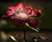 Betty Boop rose