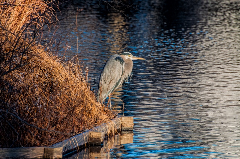 Blue Heron