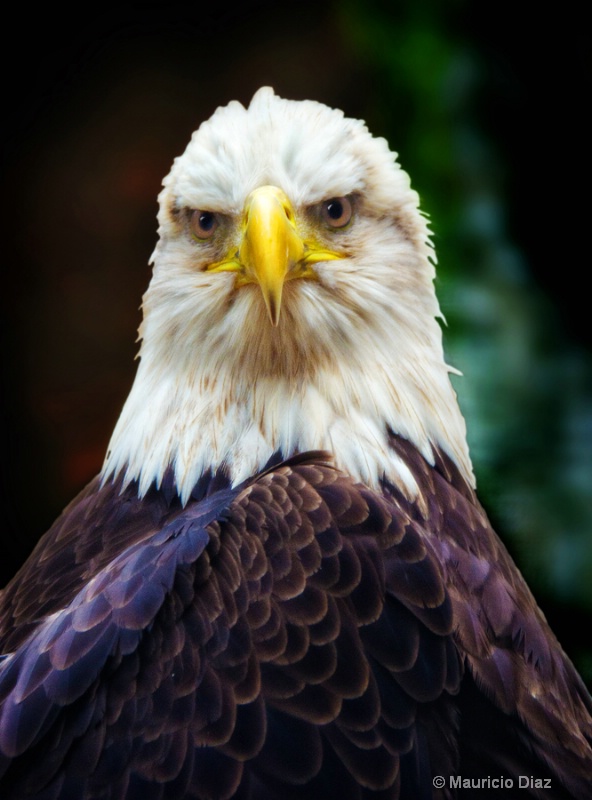 Bald Eagle - ID: 14318741 © Mauricio Diaz