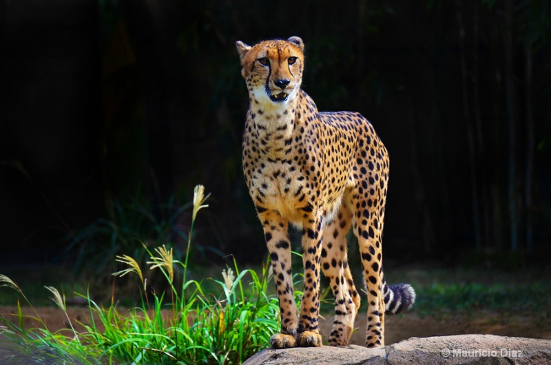 Cheetah - ID: 14318743 © Mauricio Diaz