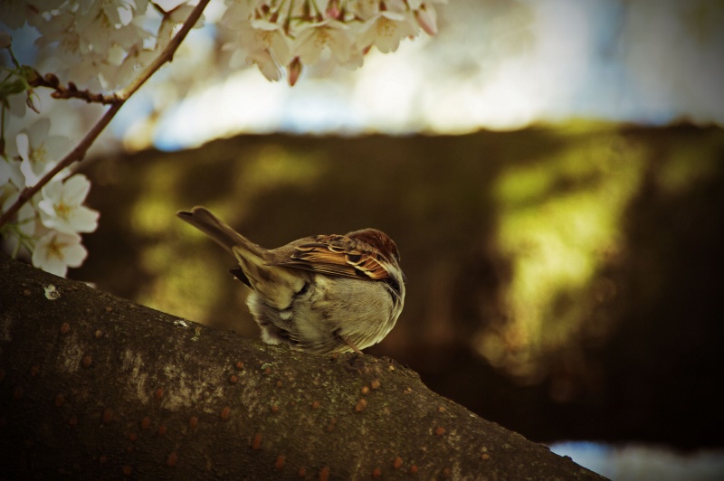 A bird's tail