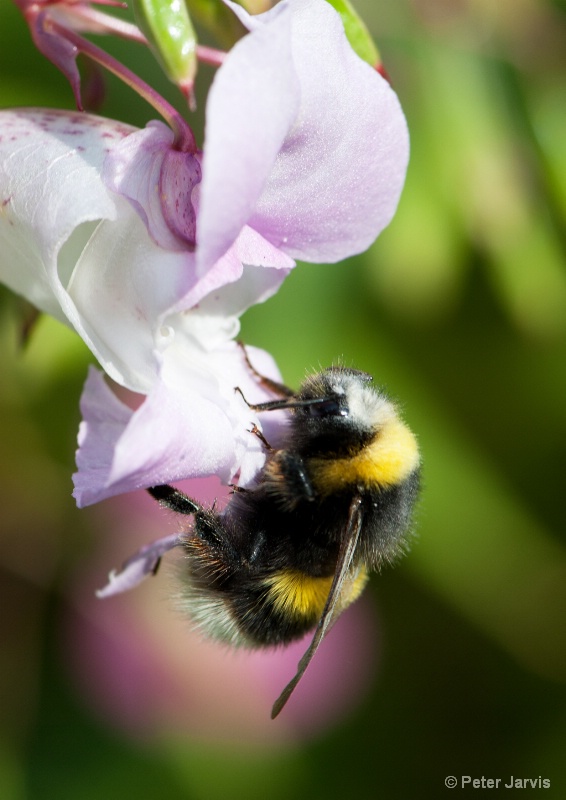 Bee on Orchid