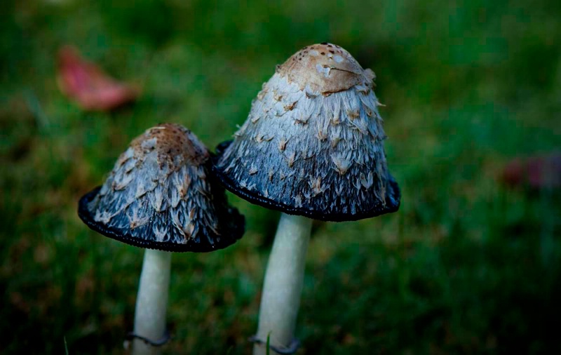 Shaggy Mane Mushrooms