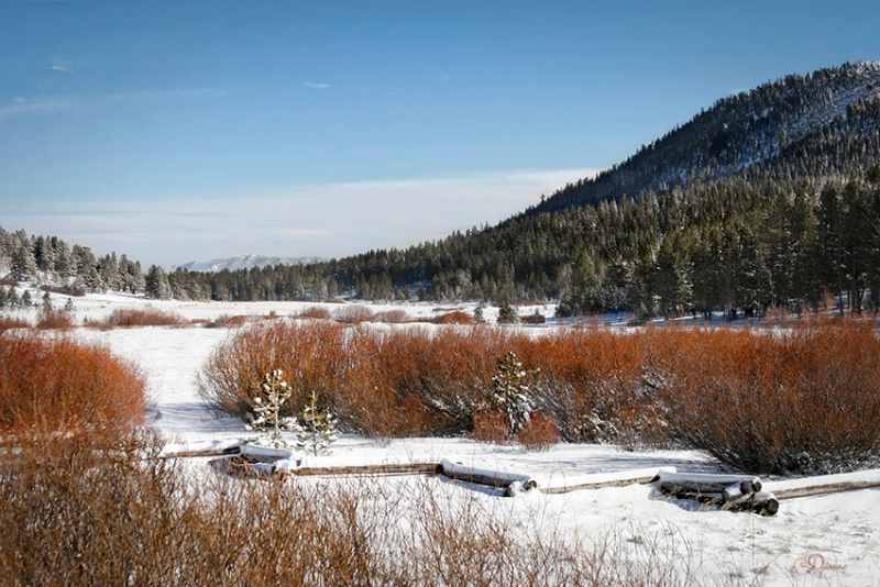 Winter Meadow 