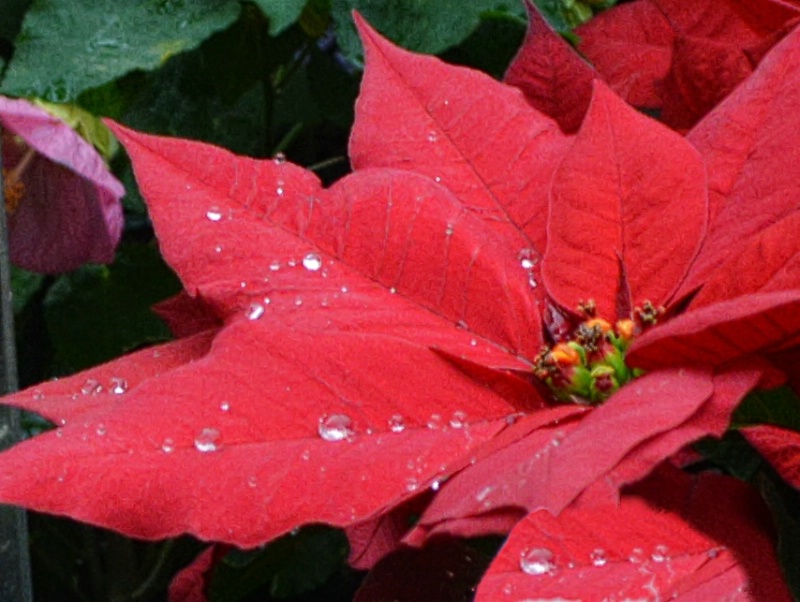 Water drops on Poinsettia