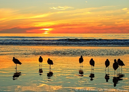 Flock of Shorebirds 