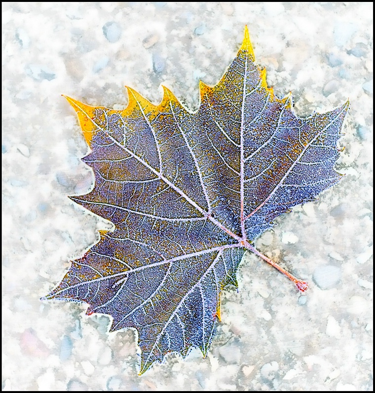 Frost-rimmed Leaf