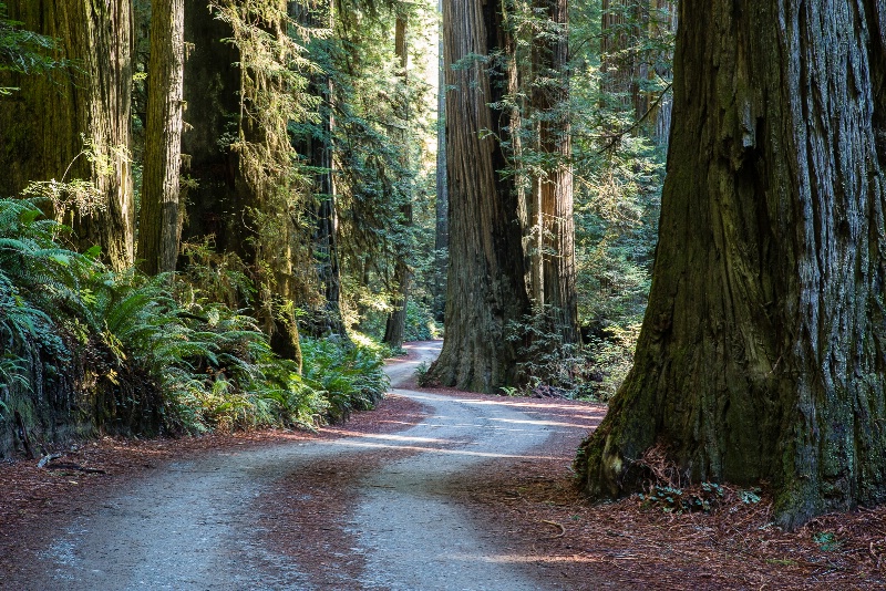 A road in the Redwoods - 706