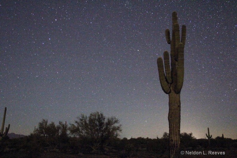 Saguaro at Night