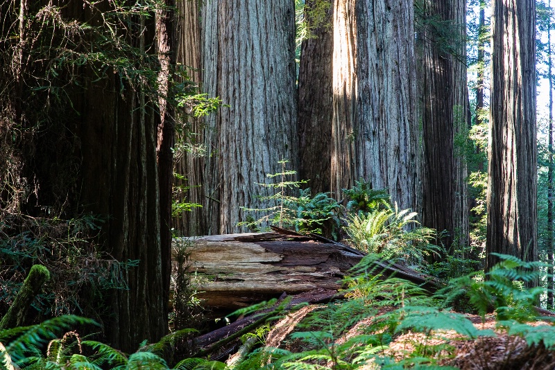 A baby among redwood giants - 759