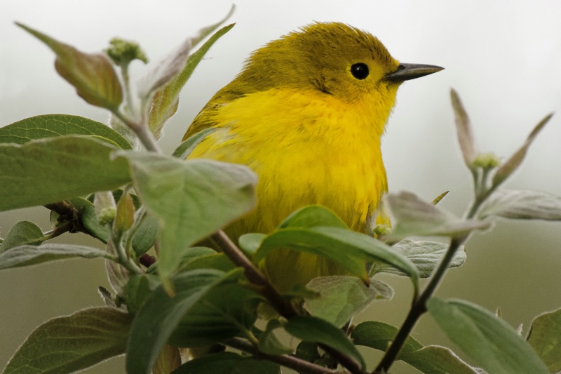 Yellow Warbler