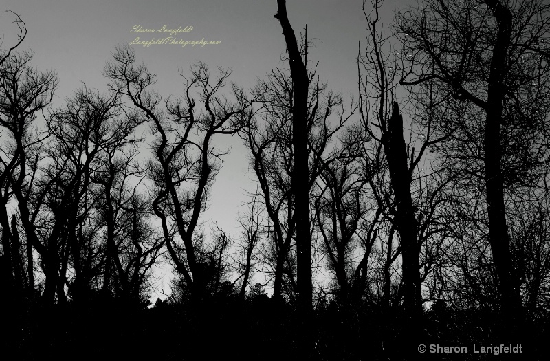 trees in b w - ID: 14323773 © Sharon L. Langfeldt