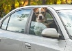 Just Cruising 