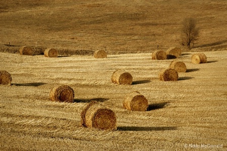 Bales in Late Afternoon Light