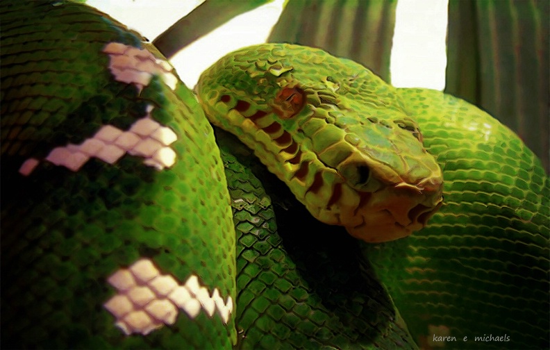 green tree python - ID: 14325409 © Karen E. Michaels
