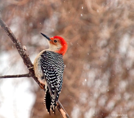 WOODY IN THE SNOW