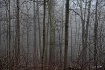 Fog in the Woods