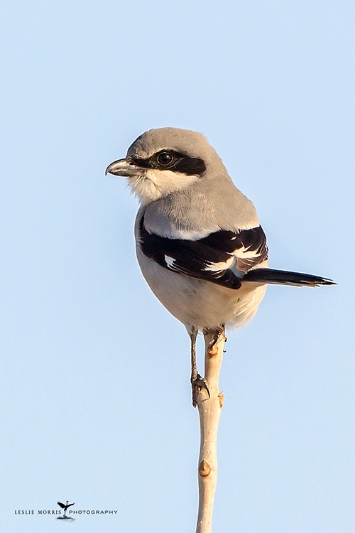 Loggerhead Shrike - ID: 14326249 © Leslie J. Morris