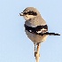 © Leslie J. Morris PhotoID # 14326249: Loggerhead Shrike