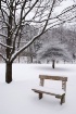 Snowy Bench