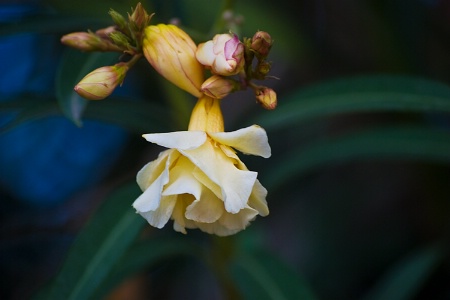 Oleanders