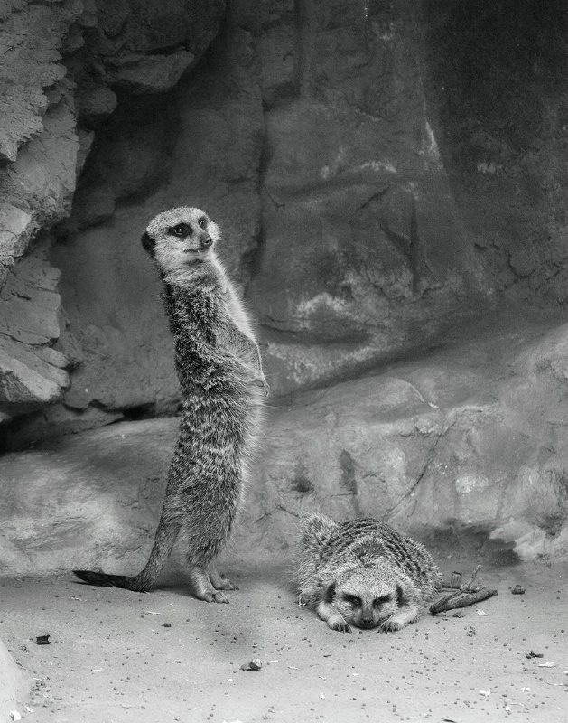 A watchful Meerkat