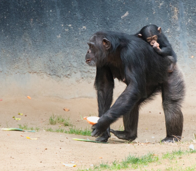A mother Chimpanzee and her baby