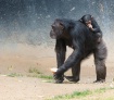 A mother Chimpanz...