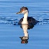 © Leslie J. Morris PhotoID # 14326932: Western Grebe