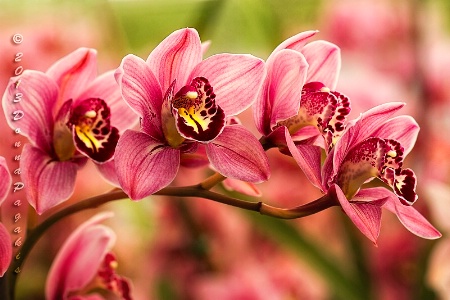 Orchid Display