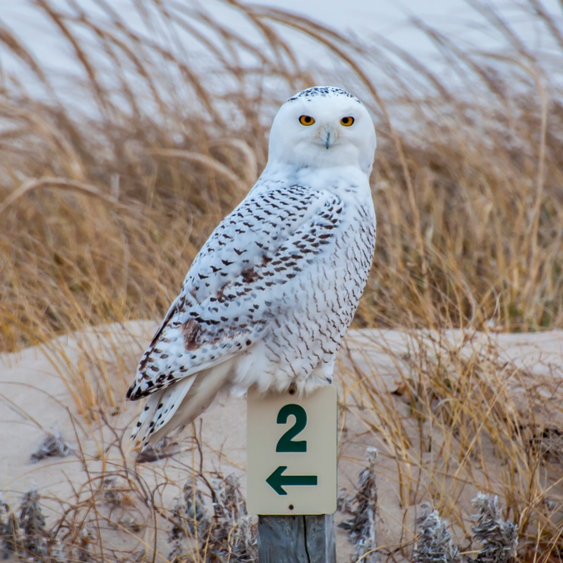 Snowy Owl