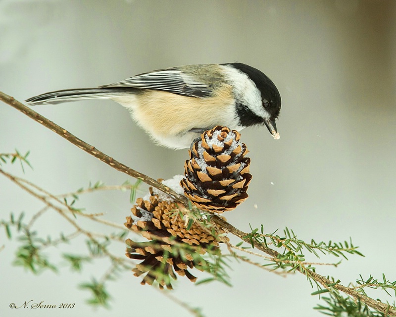 Black Capped Chickadee