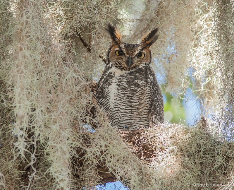 Male Great Horned Owl Among the Spanish Moss