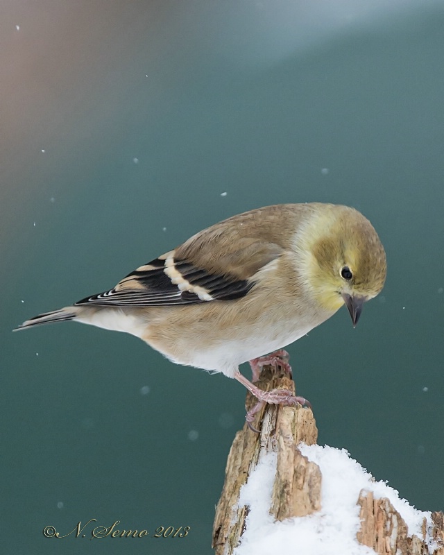 American Goldfinch