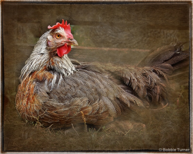 Chicken - ID: 14328610 © BARBARA TURNER
