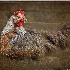 © BARBARA TURNER PhotoID # 14328610: Chicken