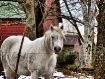 Winking Horse