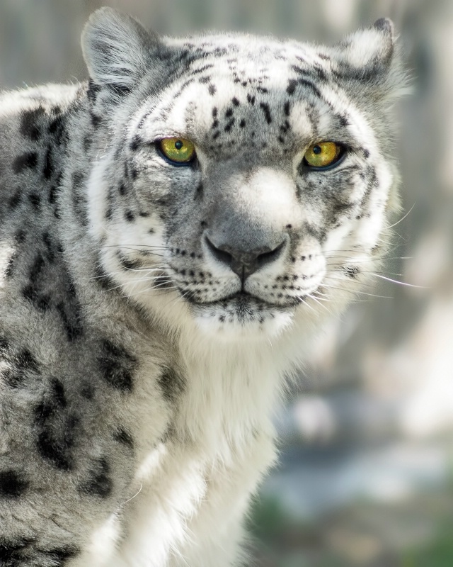 Snow Leopard