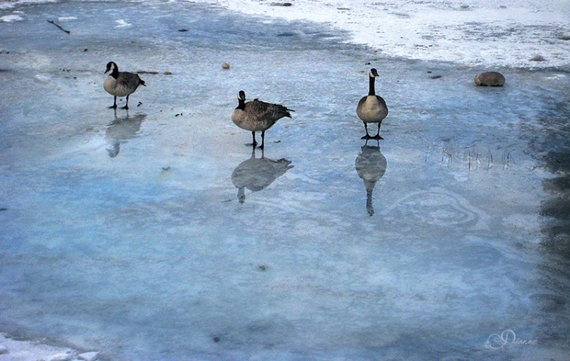 Geese On Ice