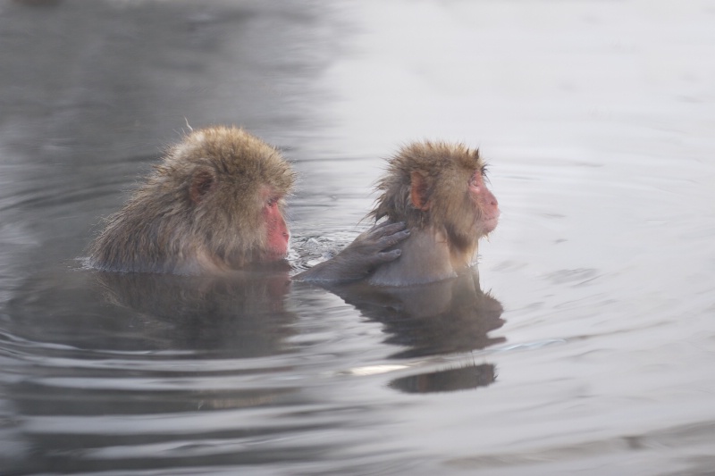 Snow Monkeys Grooming in Hot Tub