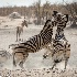 © Wendy Kaveney PhotoID # 14332045: Play-fighting Zebras