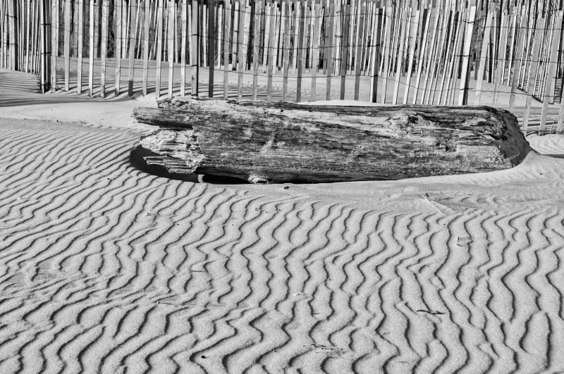 Driftwood and Sand