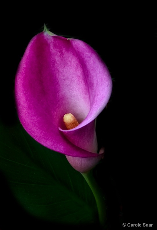Pink Cala lily