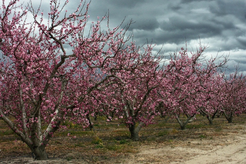 Peach Trees and Storm Clouds