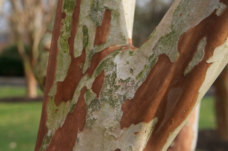 Macro 4
